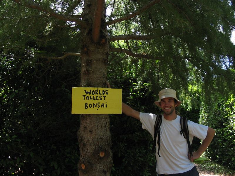 Worlds tallest Bonsai.jpg
